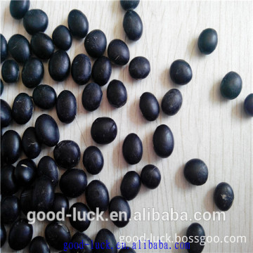 High quality black kidney beans supplier (2015 crop)